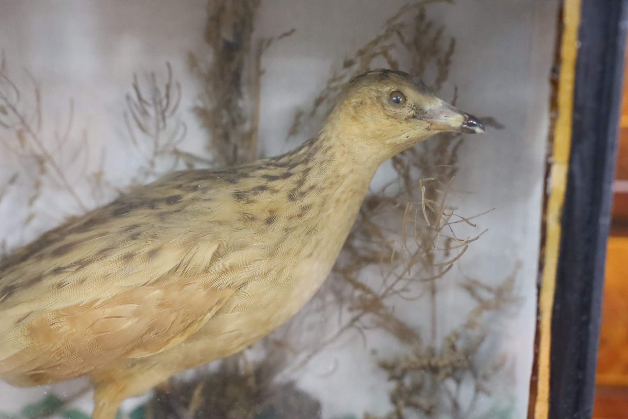A cased taxidermy of a Corn Crake, 27cms x 24cms